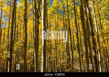 Ein Hain von Aspen Bäume im Herbst Vollfarbe auf dem Colorado Trail in Kenosha Pass, Colorado. Stockfoto