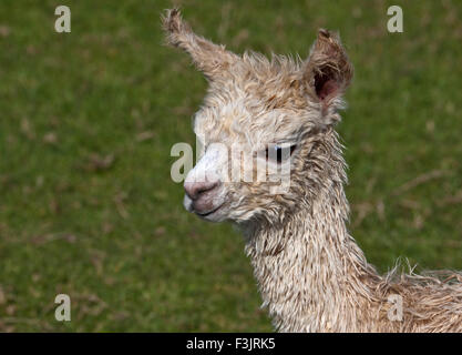 Baby-Alpaka oder Cria (Vicugna Pacos) Stockfoto