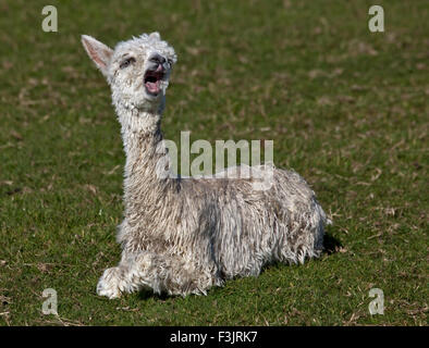 Baby-Alpaka oder Cria (Vicugna Pacos) Gähnen Stockfoto