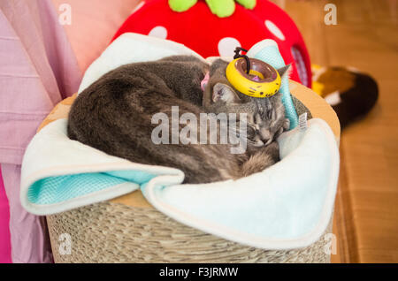 Katze ruhen auf Happy Neko Katze Cafe in Shibuya, Tokyo, Japan mit einem Kätzchen Donut auf den Kopf Stockfoto