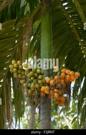 Nahaufnahme eines Bündels von Betelnüssen auf Areca Palme bei Shrivardhan Konkan Küste Raigad Maharashtra, Indien Stockfoto