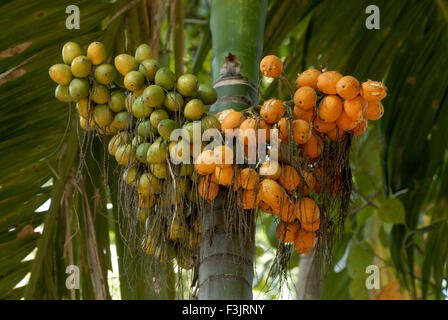 Nahaufnahme Haufen Betelnüsse Areca Palme Shrivardhan Konkan Küste Raigad Maharashtra, Indien Stockfoto