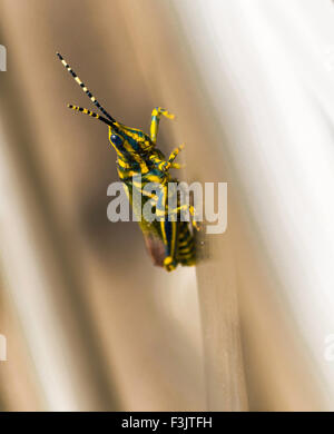 Knallige Grass Hopper auf abstrakten Hintergrund Stockfoto