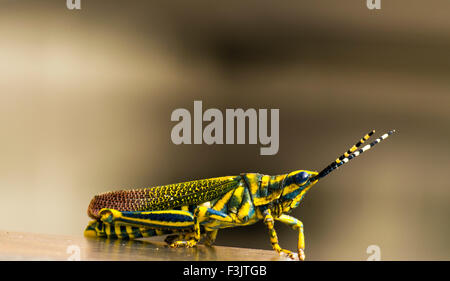 Knallige Grass Hopper auf abstrakten Hintergrund Stockfoto