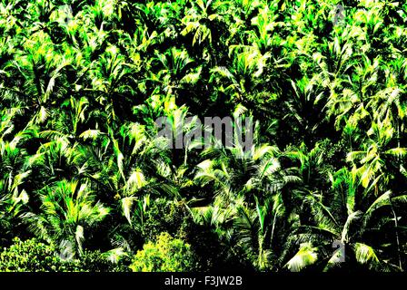 Luftaufnahme des dichten üppigen grünen Kokospalmen am Karkala Distrikt Udupi Karnataka Indien Stockfoto