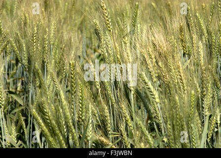 Grüne Weizenernte; Ohr der Hühneraugen am Dorf Otur; Taluka Junner; Bezirk Pune; Maharashtra; Indien asien Stockfoto