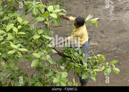 Luftbild Mann schneiden Zweige Banyan tree illegal MwSt Savitri Festival Borivali Mumbai Indien Stockfoto