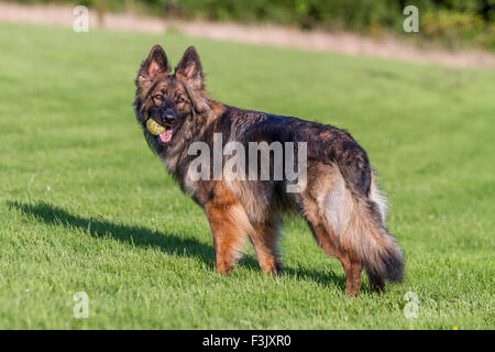 Deutscher Schäferhund Stand auf dem Rasen Blick hinter mit Ball im Mund Stockfoto