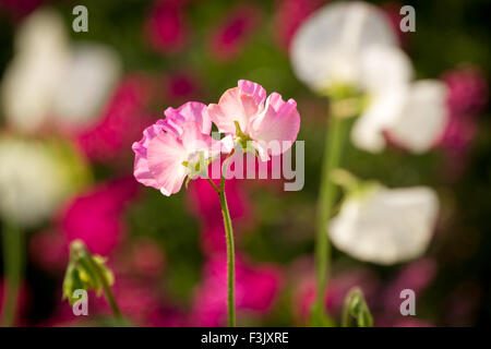 Einzigen rosa lieber Erbse Blume gegen aus rosa und weißen Hintergrund konzentrieren. Stockfoto