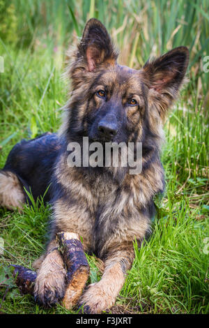 Elsässische Hund schaut in die Kamera gelegt auf dem Rasen mit einem Stock zwischen seinen Pfoten.  Im Hochformat aufgenommen Stockfoto