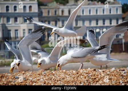 Eine Herde von Europäische Silbermöwen (Larus Argentatus) Aufräumvorgang Essen auf dem Kiesstrand in Folkestone in Kent, England. Stockfoto