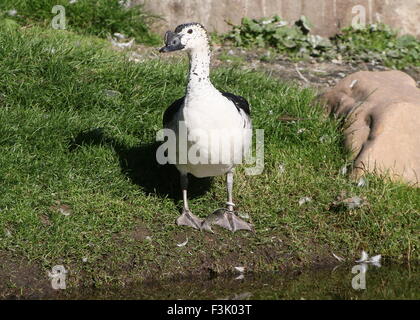 Männliche Ente der alten Welt Kamm oder Knopf-billed Ente (Sarkidiornis Melanotos Melanotos) Stockfoto