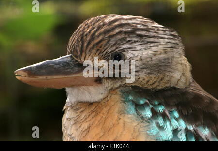 Männliche Australasian Blue winged Kookaburra (Dacelo Leachii) Eisvogel Stockfoto