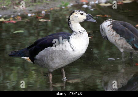 Männliche Ente der alten Welt Kamm oder Knopf-billed Ente (Sarkidiornis Melanotos Melanotos), ein Weibchen putzen im Hintergrund Stockfoto