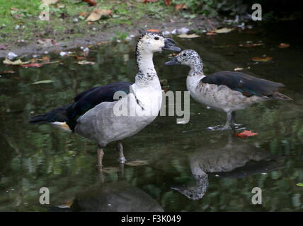 Männliche und weibliche Ente der alten Welt Kamm oder Knopf-billed Ente (Sarkidiornis Melanotos Melanotos) Stockfoto