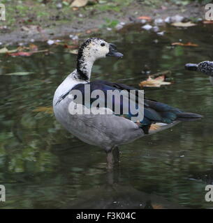 Männliche Ente der alten Welt Kamm oder Knopf-billed Ente (Sarkidiornis Melanotos Melanotos) Stockfoto