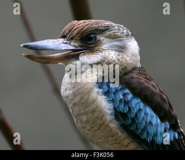 Männliche Australasian Blue winged Kookaburra (Dacelo Leachii) Eisvogel Stockfoto