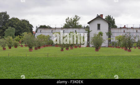 verschiedene Bäume und Pflanzen in Töpfen im Freien im Tivoli-Park. Ljubljana, Slowenien. Stockfoto