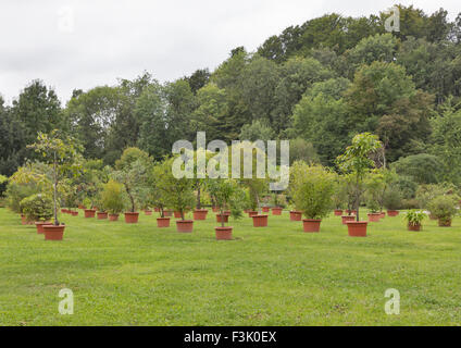 verschiedene Bäume und Pflanzen in Töpfen im Freien im Tivoli-Park. Ljubljana, Slowenien. Stockfoto