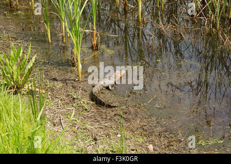 Ein Foto von einer juvenilen amerikanischer Alligator in freier Wildbahn in der Nähe von Savannah in Georgia. Stockfoto