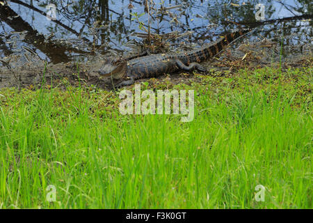 Ein Foto von einer juvenilen amerikanischer Alligator in freier Wildbahn in der Nähe von Savannah in Georgia. Stockfoto