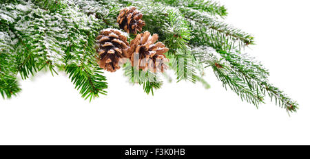 Tanne Zweig und Zapfen in frischem Grün, leicht mit Schnee bedeckt, mit reinen weißen Exemplar Hintergrund Stockfoto