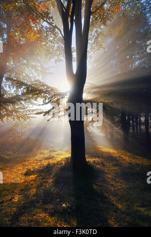 herbstlichen Wald mit Sonnenstrahlen am Morgen Stockfoto