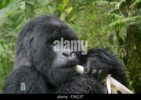 Berg-Gorilla (Gorilla Gorilla Beringei) große Silberrücken männlichen Agasha aus der Agasha-Gruppe in Dichter Vegetation und Regen, Essen Stockfoto