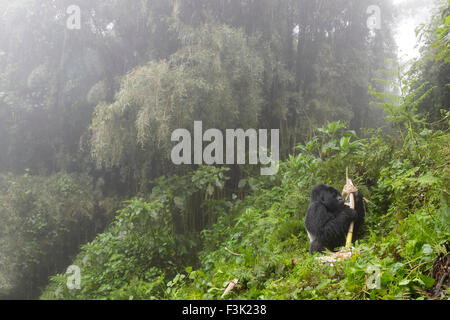 Berg-Gorilla (Gorilla Gorilla Beringei) große Silberrücken männlichen Agasha aus der Agasha-Gruppe, sitzen in dichten Vegetation und Stockfoto