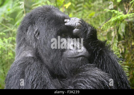 Berg-Gorilla (Gorilla Gorilla Beringei) große Silberrücken männlichen Agasha von der Agasha-Gruppenbild mit Kopfschmerzen Stockfoto