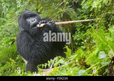Berg-Gorilla (Gorilla Gorilla Beringei) große Silberrücken männlichen Agasha aus der Agasha-Gruppe in Dichter Vegetation und Regen, Essen Stockfoto