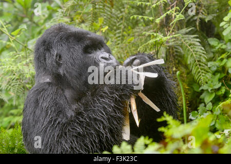 Berg-Gorilla (Gorilla Gorilla Beringei) große Silberrücken männlichen Agasha aus der Agasha-Gruppe in Dichter Vegetation und Regen, Essen Stockfoto