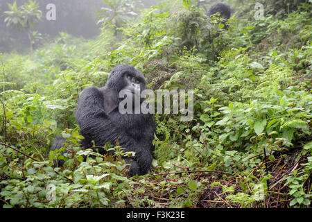 Berg-Gorilla (Gorilla Gorilla Beringei) große Silberrücken männlichen Agasha aus der Agasha-Gruppe, sitzen in dichten Vegetation und Stockfoto