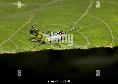 Heuschrecke, Agumbe ARRSC, Karnataka, Indien Stockfoto