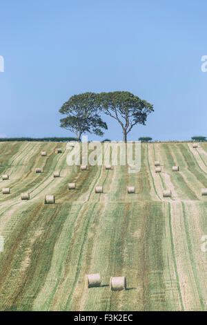 Strohballen auf einem Feld Stockfoto