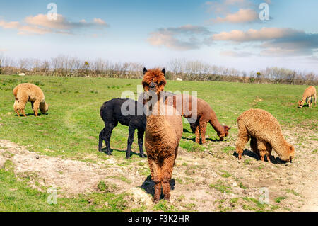 Ein Bereich der Lamas in Devon Stockfoto