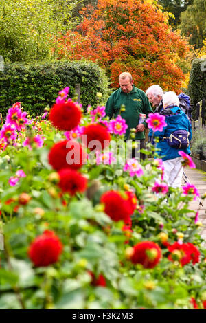 Leeds, UK. 8. Oktober 2015. Nach eine Woche Regenwetter die Sonne schließlich leuchtete heute Hervorhebung der schönen Herbstfarben im Golden Acre Park in der Nähe von Leeds, West Yorkshire Großanzeige der Dahlie Blumen sah besonders lebendige und wurden von Besuchern, die Gartentipps aus dem Park-Keeper baten genossen werden. 8. Oktober 2015 übernommen. Bildnachweis: Andrew Gardner/Alamy Live-Nachrichten Stockfoto