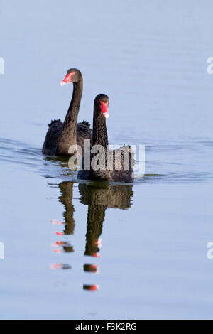 Paar schwarze Schwäne auf den Norfolk Broads UK - Cygnus olor Stockfoto