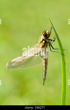 Frisch entstanden 4 Spot Chaser trocknen Libellenflügel auf Iris Blatt - Libellula quadrimaculata Stockfoto