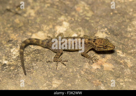 Zwerg GECKO, Cnemaspis sp, Gekkonidae, Agumbe ARRSC, Karnataka, Indien Stockfoto