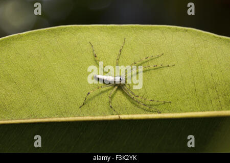 Weiße Luchs Spider, Oxyopes Shweta, Oxyopidae, Aarey Milch Kolonie Mumbai, Indien. Gekennzeichnet durch das Vorhandensein von Stacheln auf Beinen Stockfoto