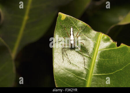 Weiße Luchs Spider, Oxyopes Shweta, Oxyopidae, Aarey Milch Kolonie Mumbai, Indien. Gekennzeichnet durch das Vorhandensein von Stacheln auf Beinen Stockfoto