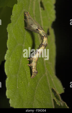 Caterpillar, Geometridae, Aarey Milch Kolonie Mumbai, Indien Stockfoto