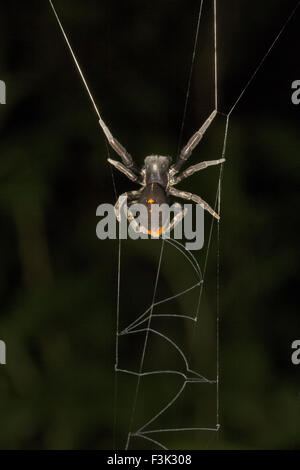 Spider, Brutpflegeverhalten Mirandus, Eresidae, Aarey Milch Kolonie Mumbai, Indien Stockfoto