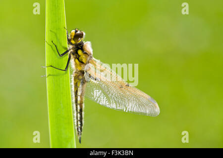 Frisch entstanden 4 Spot Chaser trocknen Libellenflügel auf Iris Blatt - Libellula quadrimaculata Stockfoto