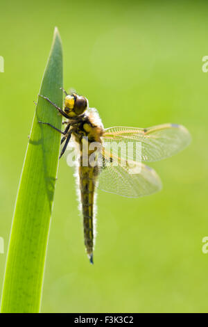 Frisch entstanden 4 Spot Chaser trocknen Libellenflügel auf Iris Blatt - Libellula quadrimaculata Stockfoto