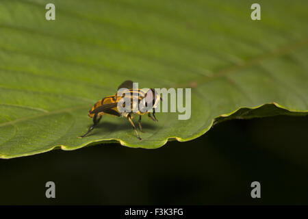 Hoverfly, Syrphidae, Aarey Milch Kolonie Mumbai, Indien Stockfoto