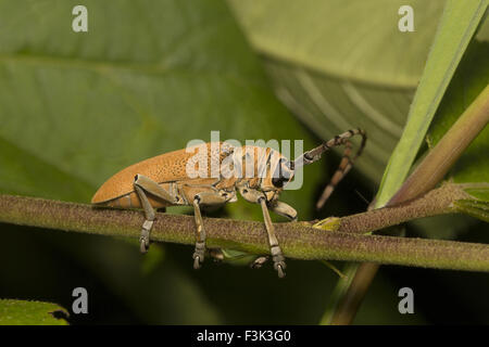 Longhorn Beetle, Cerambycidae, Aarey Milch Kolonie Mumbai, Indien Stockfoto