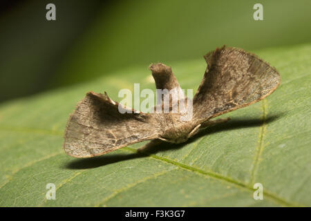 Bombycinae-Genera spp Latreille, [1802], Moth, Aarey Milchkolonie Mumbai, Indien Stockfoto