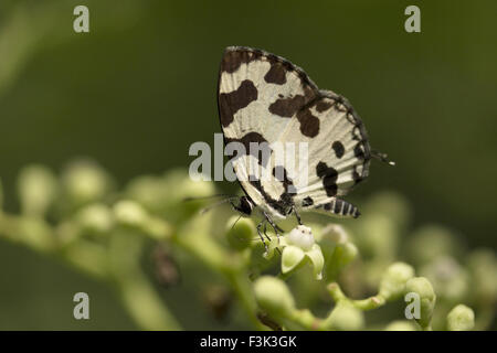 Angled Pierrot, Caleta decidia, Lycaenidae, Aarey Milchkolonie Mumbai, Indien Stockfoto